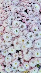 Vibrant Blossoms Delicate Flowers Pink White Garden Nature Beauty