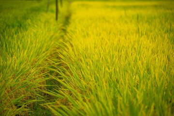 The Stunning View of Golden Rice Fields in the Sunlight