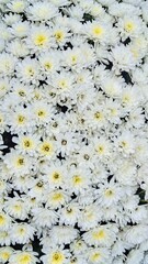 Charming White Chrysanthemums Blooming Beauty Nature Garden Floral Display