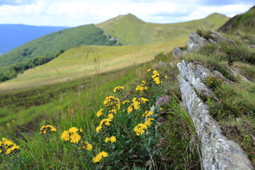 Natural plants - Hieracium  umbellatum flowers on Polonina Wetlinska, Bieszczady Mountains, Poland