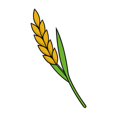 wheat ears isolated on white