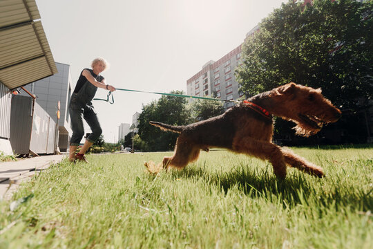 A young woman is walking her dog on a leash. The dog is disobedient and tugs hard on the leash. The breed is an Airedale Terrier.