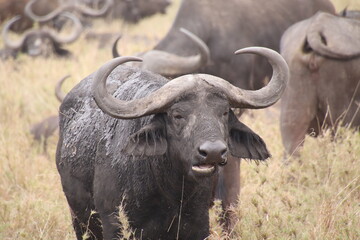 Fototapeta premium 2025-09-07 Tanzania Serengeti National Park