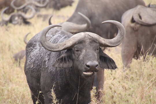 2025-09-07 Tanzania Serengeti National Park
