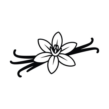 Hand drawn illustration of a vanilla flower with long vanilla bean pods