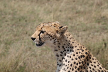 2025-09-07 Tanzania Serengeti National Park