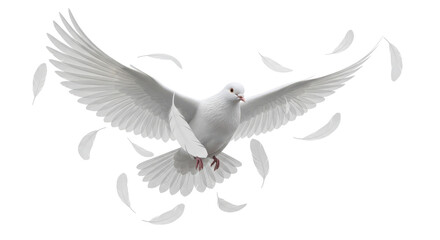 Obraz premium A majestic white dove in flight with its wings spread wide surrounded by falling feathers isolated on transparent background