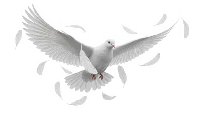 A majestic white dove in flight with its wings spread wide surrounded by falling feathers isolated on transparent background