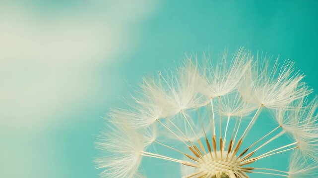Macro close-up of a dandelion flower with delicate white seeds, detailed texture of filaments, soft blur green blue background