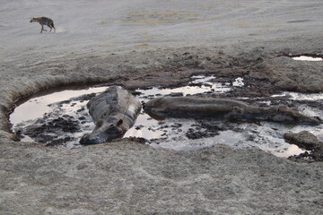 2025-09-08 Tanzania Serengeti National Park