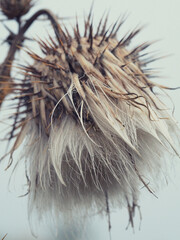 hedgehog on the ground