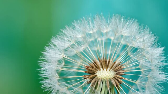 Macro close-up of a dandelion flower with delicate white seeds, detailed texture of filaments, soft blur green blue background