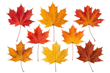Obraz premium autumn maple leaves isolated on white