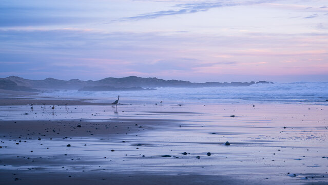 Great Blue Heron on Misty Beach at Sunrise, Pacific Coast - Powered by Adobe