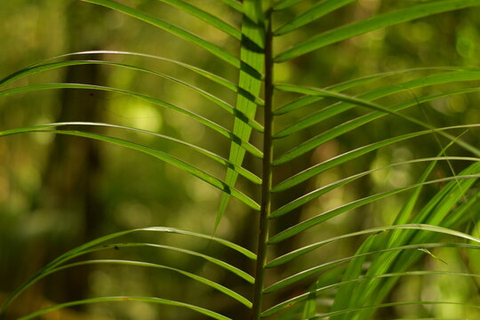 Textura da Folha de Palmeira ou Samambaia Tropical sob a Luz do Sol