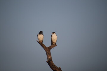 2025-09-09 Tanzania Ngorongoro Conservation Area