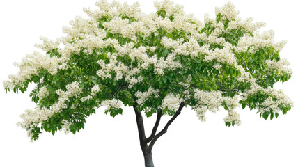 Fringe tree blossom showing delicate white flowering branches with soft natural beauty and spring bloom detail isolated on white background