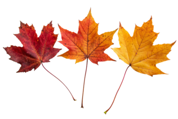 3 autumn maple leaves isolated on white