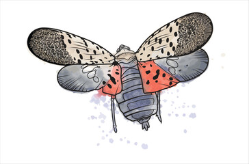 Illustration of a spotted lanternfly with open wings