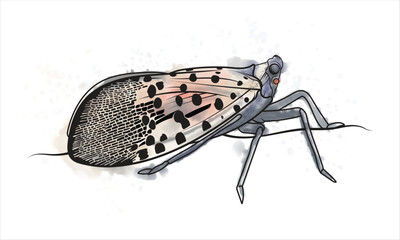 Illustration of a spotted lanternfly resting on a branch