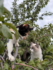 Obraz premium Cats climbing a tree, cute cat picture, cat in tree