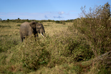 African elephant in Masai Mara