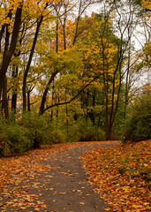 Naklejka premium City park in autumn surrounded by golden leaves, peaceful atmosphere with warm light and vibrant fall colors.