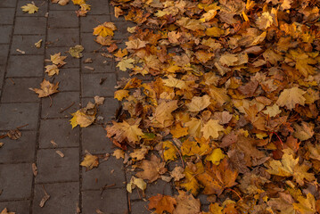 A street covered with a thick layer of fallen autumn leaves. The scene captures the beauty of the season through warm colors, natural textures, and a quiet, nostalgic atmosphere.