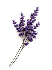Fototapeta premium AI generator image of Lavender flowers, English lavender (Lavandula angustifolia) Lavender is a flowering plant with a distinctive fragrance. There are many varieties, but it is most commonly grown 