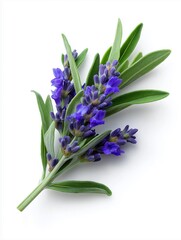 Fototapeta premium AI generator image of Lavender flowers, English lavender (Lavandula angustifolia) Lavender is a flowering plant with a distinctive fragrance. There are many varieties, but it is most commonly grown 