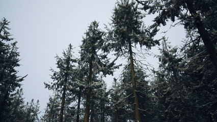 Tall evergreen trees dusted with fresh snow stand resolute against a cloudy sky. The grove evokes tranquility and a sense of winters calm beauty in nature.