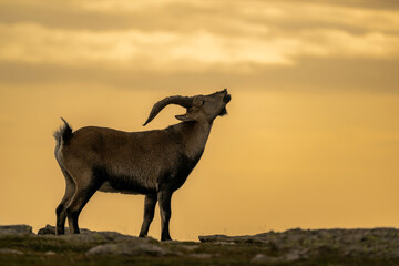 Mountain Goat Calling Out at Sunset