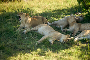 Fototapeta premium Lions sleeping in the shade in Masai Mara