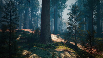 Fototapeta premium Sunlight filters softly through the tall trees in a serene forest. Lush greenery and shadows create a peaceful atmosphere for quiet reflection and exploration.