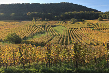 Fototapeta premium Alsace, région de Barr, vignes