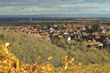 Alsace, r&eacute;gion de Barr, vignes