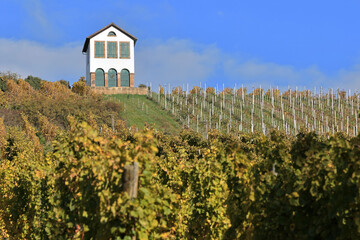 Alsace - Vignes &agrave; Barr