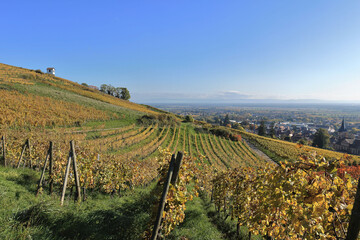 Alsace - Vignes &agrave; Barr