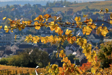 Feuilles de vignes &agrave; l'automne