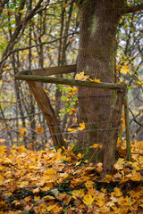 Laubbaum im goldenen Herbst