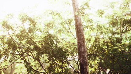 Fototapeta premium Gentle sunlight streams through vibrant green leaves, creating a serene atmosphere in a tranquil forest. The scene is filled with life and warmth, inviting calm reflection.