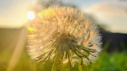 dandelion in the sunset