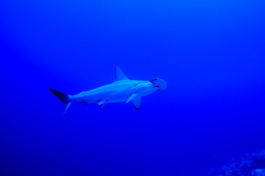 Hammerhai in der blauen Tiefe
