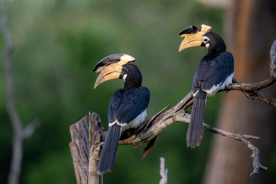 Pair of Oriental Pied Hornbills Perched in Sri Lanka