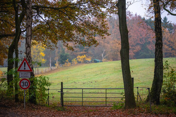 Stra&szlig;ensch&auml;den im Wald