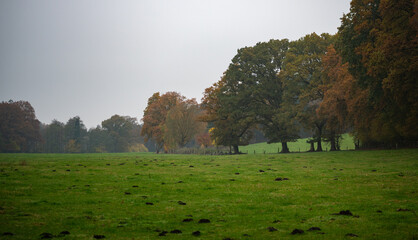 Maulwurfsh&uuml;gel auf Wiese bei Gro&szlig;ensee