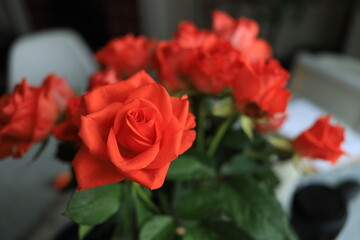 red roses in a row