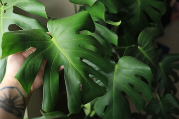 close up of green leaves