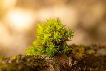 Herbst im Wald - Goldenlight