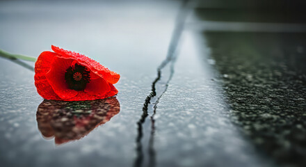 Red poppy on rain soaked granite slab with soft reflection, remembrance day concept.
